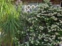 Lush garden featuring diverse plants, including white flowering vines and tall grasses, next to a white fence at 115 Marjorie Ave, Auburndale, FL 33823
