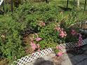 A garden with roses and greenery is shown alongside a paved walkway in this property's outdoor space at 115 Marjorie Ave, Auburndale, FL 33823