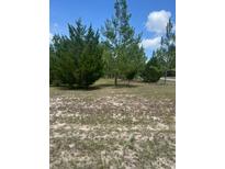 View of a treed lot ready for building a beautiful home at 1013 Nw Mandrake Dr, Dunnellon, FL 34431