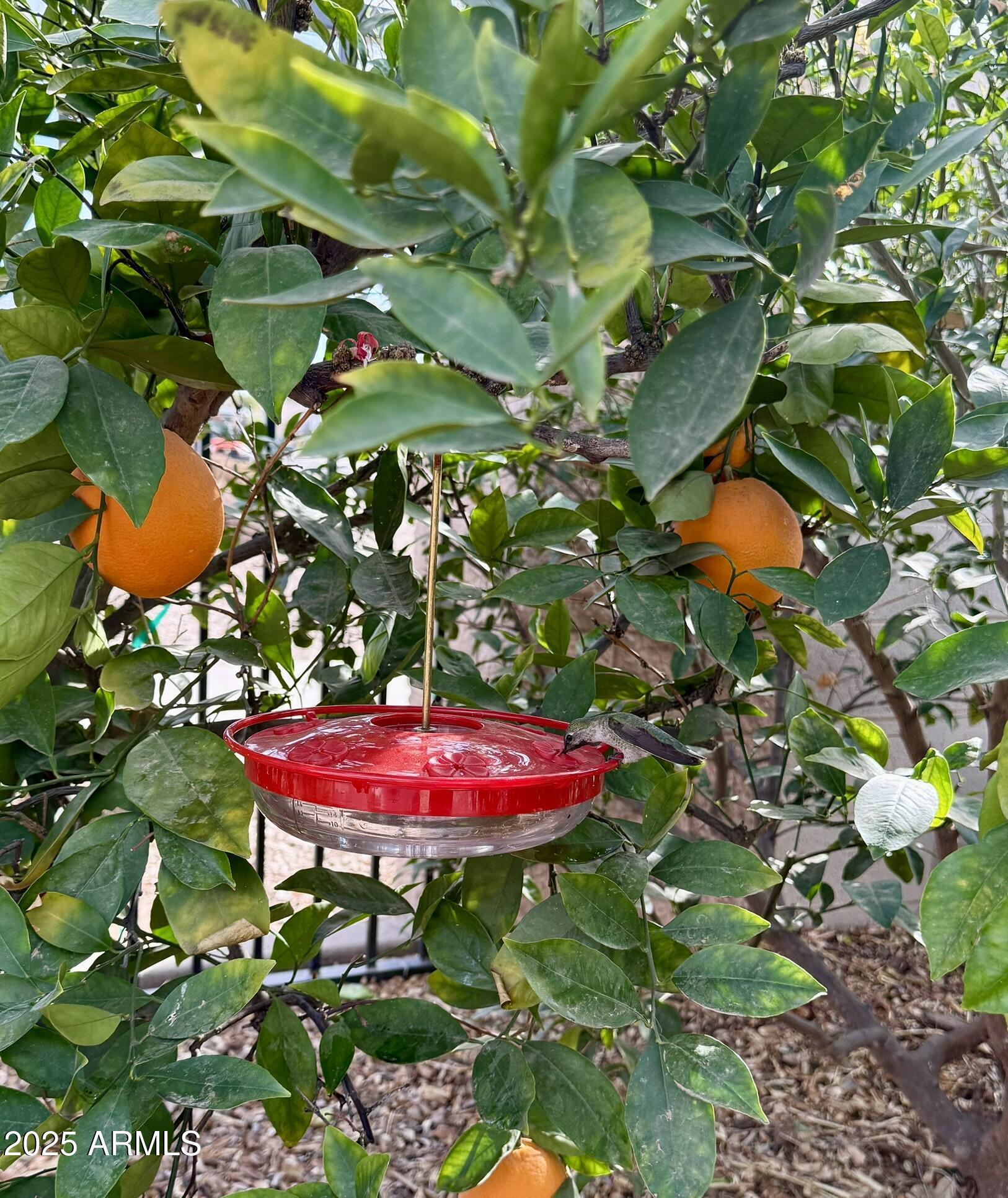 Photo #62