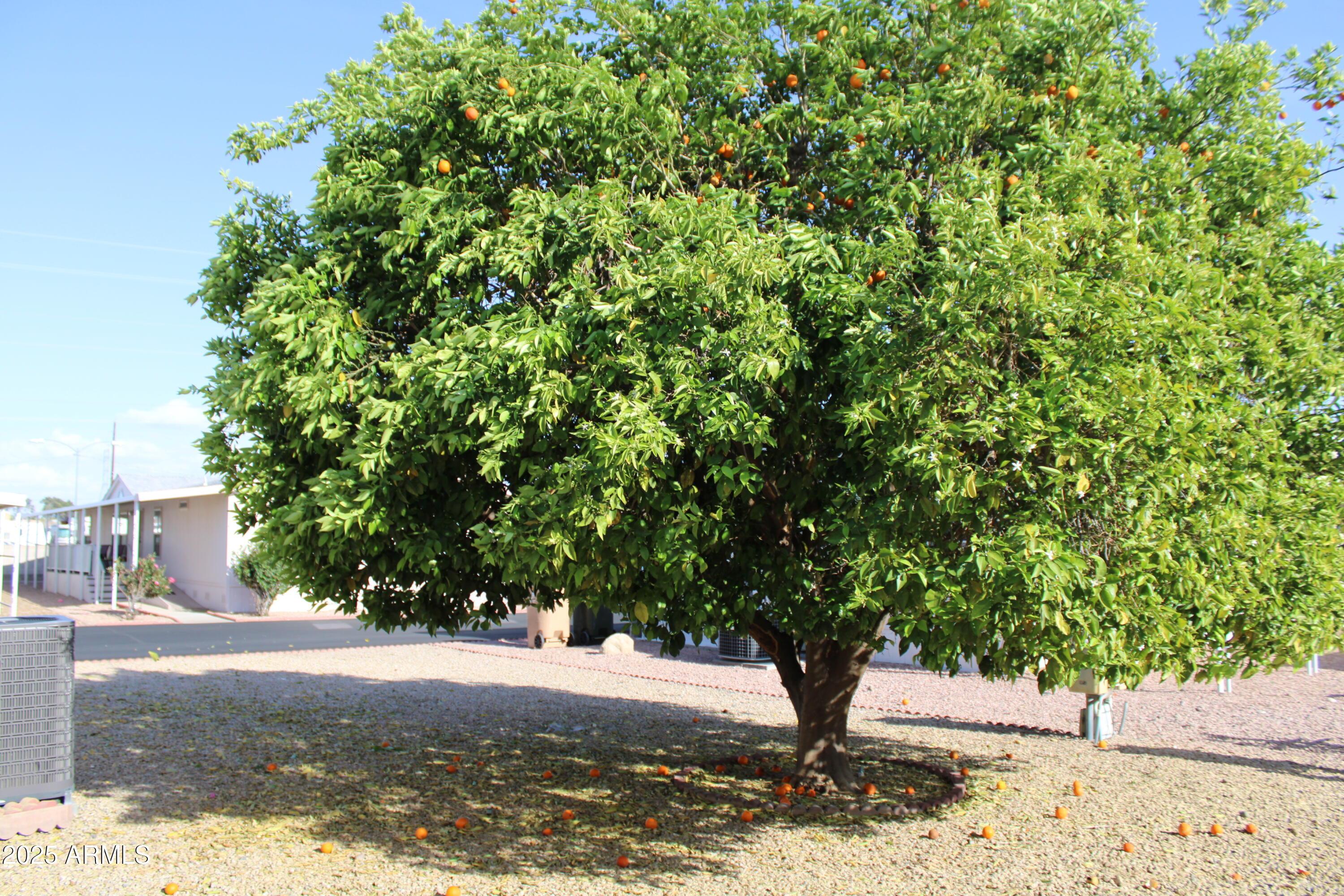 Photo #27