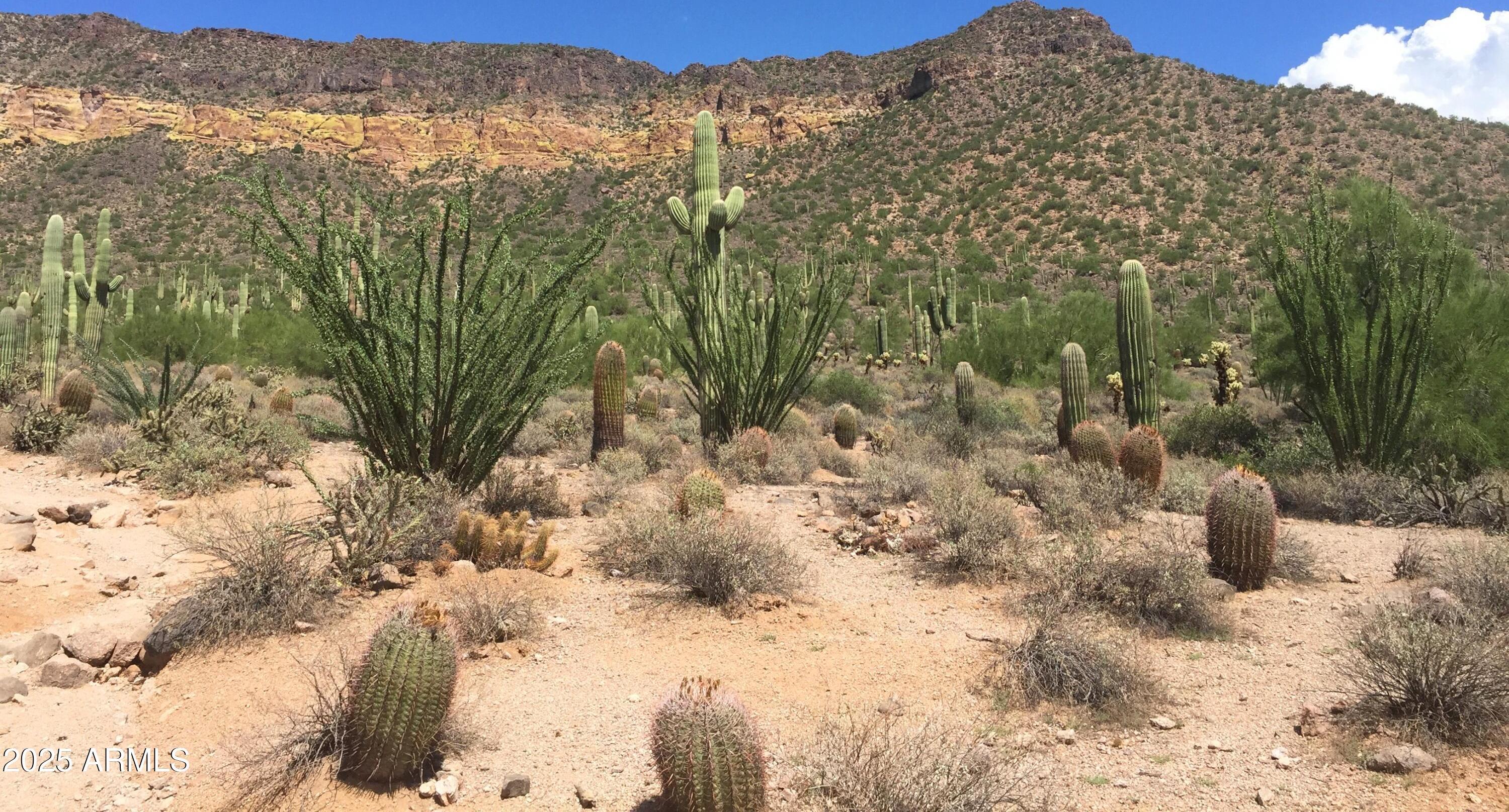 Photo #37