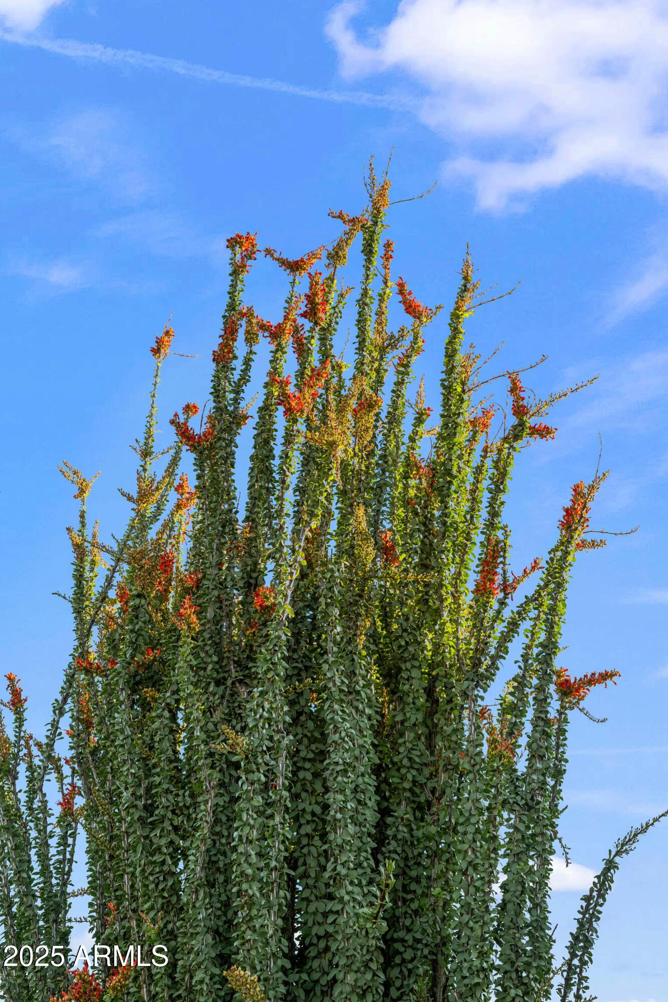 Photo #49