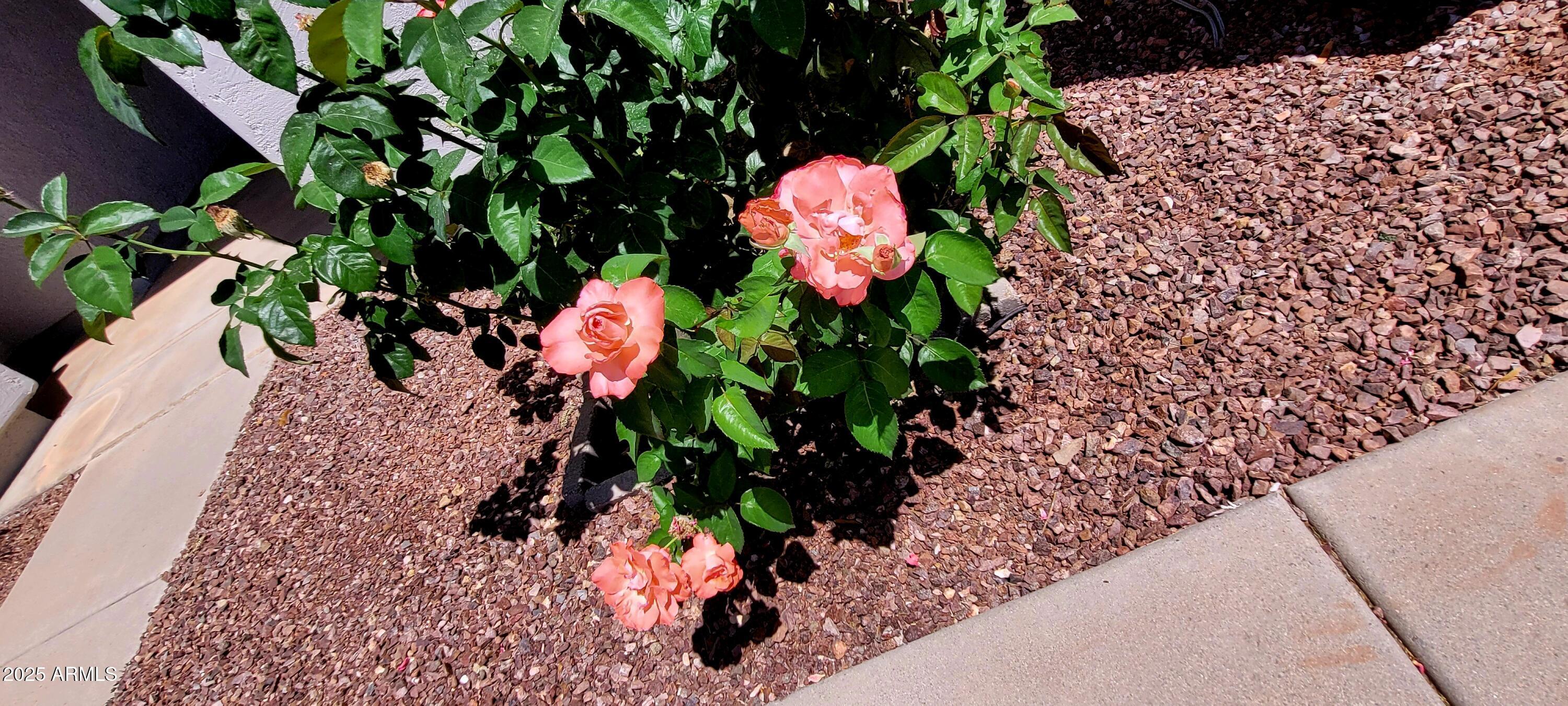 Photo #61