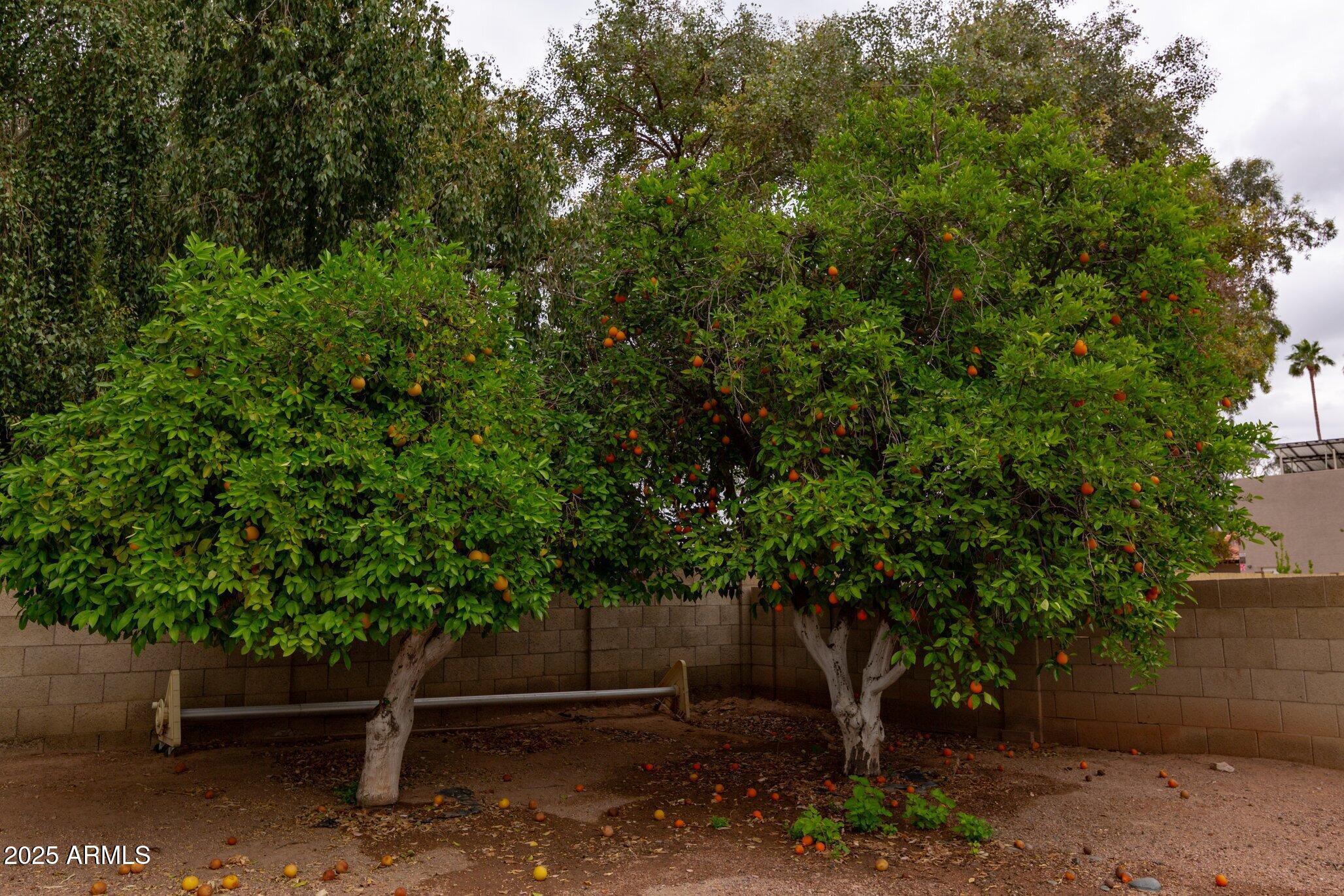 Photo #46
