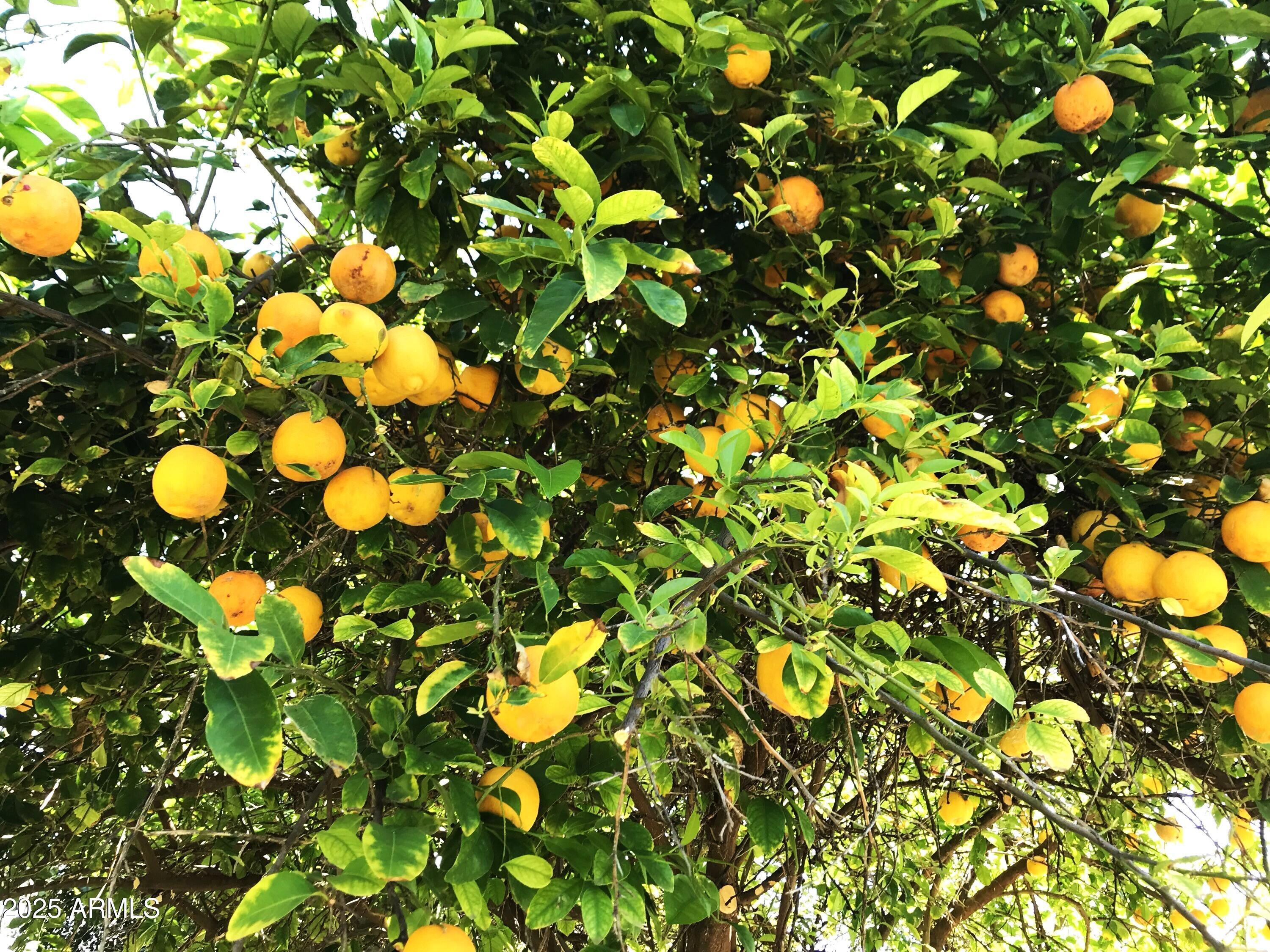 Photo #14
