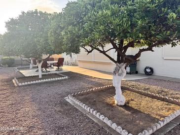 Charming backyard featuring mature trees, white painted trunks, stone landscaping, and patio seating at 8025 E Medina Ave, Mesa, AZ 85209