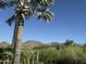 Lush desert landscape view showcasing mountain backdrop and desert foliage at 8517 N 48Th Pl, Paradise Valley, AZ 85253