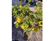 Grapefruit tree with many ripe yellow grapefruits at 16222 W Talara Way, Surprise, AZ 85374