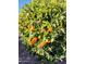 Lush orange tree laden with ripe fruit in backyard at 16222 W Talara Way, Surprise, AZ 85374