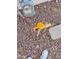 Overhead view of the yard's gold-topped water meter and surrounding gravel, gas meter visible in the background at 16222 W Talara Way, Surprise, AZ 85374