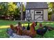 Several chickens roam freely in a grassy backyard, near a shed at 363 E Monte Vista Rd, Phoenix, AZ 85004