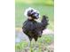 A black and white chicken with a large, fluffy crest at 363 E Monte Vista Rd, Phoenix, AZ 85004