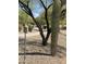 Scenic community path framed by desert vegetation, including a mature saguaro cactus, offering a tranquil walking experience at 16682 W Pacheco Ct, Surprise, AZ 85387