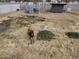 Large fenced backyard, complete with covered animal enclosure, and a calf grazing on dormant grass at 23325 S 132Nd St, Chandler, AZ 85249