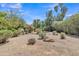 Picturesque backyard featuring lush greenery, mature trees, gravel ground cover, and decorative rocks at 4222 E Brown Rd # 31, Mesa, AZ 85205