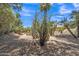 Spacious backyard features desert landscaping, with a variety of native plants under a sunny sky at 4222 E Brown Rd # 31, Mesa, AZ 85205