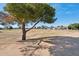 Community greenspace with mature tree and views of neighborhood homes at 3202 E Decatur St, Mesa, AZ 85213