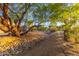 A shady backyard featuring a unique water runoff design and native landscaping at 10647 N 82Nd Pl, Scottsdale, AZ 85260