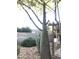 Landscaped backyard with a large tree and flagstone pathway at 3021 N 17Th Dr, Phoenix, AZ 85015