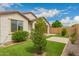 Landscaped backyard with green grass, decorative plants, backyard privacy wall, and home exterior at 10065 E Thatcher Ave, Mesa, AZ 85212