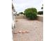 Spacious backyard offering potential for customization with a mature tree at 8257 E Dutchman Dr, Mesa, AZ 85208