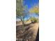 Desert backyard with mature trees, rocks, and shrubs under a clear blue sky at 2740 W Plum Hollow Dr, Anthem, AZ 85086