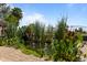 Backyard koi pond with thriving aquatic plants and lush tropical landscaping at 848 S Revolta Cir, Mesa, AZ 85208