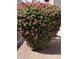 Well-maintained flowering shrub in front of the home's front yard, enhancing curb appeal at 12742 W Ash St, El Mirage, AZ 85335