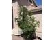 Landscaped front yard featuring a well-maintained garden, and the entrance of the home with an arch at 12742 W Ash St, El Mirage, AZ 85335