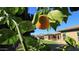 Fruit tree and a view of the house's backyard at 2285 E Mead Dr, Gilbert, AZ 85298