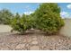 Landscaped backyard with fruit trees at 2546 E Hale St, Mesa, AZ 85213