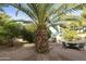 Lush backyard oasis with a large palm tree at 24404 S Boxwood Dr, Sun Lakes, AZ 85248