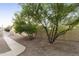 Landscaped side yard with a concrete walkway at 24404 S Boxwood Dr, Sun Lakes, AZ 85248