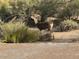 Desert landscape featuring a deer grazing near the property at 9446 E Romping Rd, Carefree, AZ 85377
