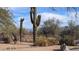 Backyard view with saguaro cacti and mountain views at 30247 N 164Th St, Scottsdale, AZ 85262