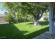 Landscaped backyard with lush lawn and large tree at 4034 E Osborn Rd, Phoenix, AZ 85018