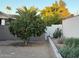 Landscaped backyard featuring a mature citrus tree at 14426 W Morning Star Trl, Surprise, AZ 85374