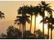 Scenic sunset view through palm trees capturing a peaceful and tropical ambiance at 14426 W Morning Star Trl, Surprise, AZ 85374