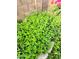 A garden containing fresh green mint at 19406 N 31St Way, Phoenix, AZ 85050