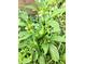 Home garden featuring fresh green jalapeños at 19406 N 31St Way, Phoenix, AZ 85050