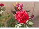 Close up of a red rose in the yard with a stucco wall at 19406 N 31St Way, Phoenix, AZ 85050