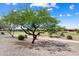 Scenic golf course view featuring lush trees, a paved walking path and other desert plants at 26822 W Oraibi Dr, Buckeye, AZ 85396