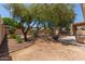 Landscaped backyard with desert plants, trees, gravel ground cover, and a covered patio at 1231 W Hawken Way, Chandler, AZ 85286