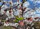 Apricot blossoms showing intricate details and vivid colors, signaling the promise of a bountiful harvest at 10407 W Catalina Dr, Avondale, AZ 85392