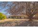 Ranch home with a large tree and grassy yard at 10407 W Catalina Dr, Avondale, AZ 85392