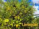 Abundant limequat tree showing rich fruit production and lush green foliage set against a bright sky at 10407 W Catalina Dr, Avondale, AZ 85392