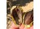 Close-up of a pecan showing the rich kernel, demonstrating the property's natural bounty at 10407 W Catalina Dr, Avondale, AZ 85392