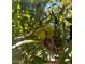 Lush pecan tree with fresh, green pecans growing, a natural addition to the property's landscape at 10407 W Catalina Dr, Avondale, AZ 85392