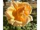 Vibrant yellow rose in full bloom, enhancing the property's garden with natural beauty at 10407 W Catalina Dr, Avondale, AZ 85392